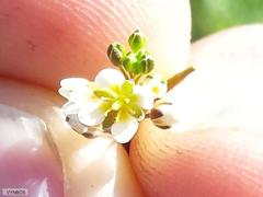 Heliophila diffusa diffusa