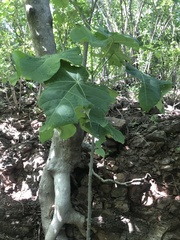 Jatropha peltata