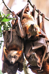 Little Red Flying Fox photo 4