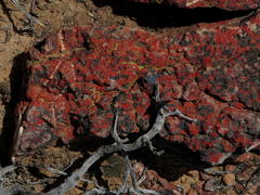 Caloplaca haematodes