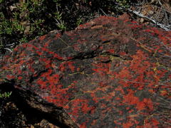 Caloplaca haematodes