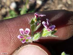 Pelargonium althaeoides