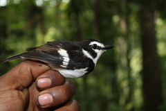 Black-Sided Robin photo 2