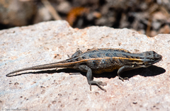 Sceloporus slevini