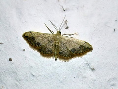 Idaea efflorata