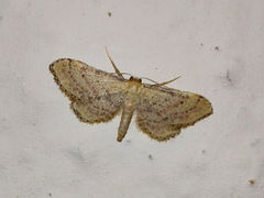 Idaea infirmaria