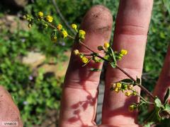 Hermannia prismatocarpa