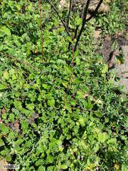 Hermannia prismatocarpa