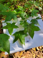 Liquidambar styraciflua