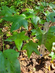 Liquidambar styraciflua