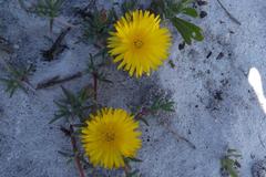Lampranthus explanatus
