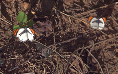 Colotis euippe mediata