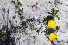 Lampranthus explanatus