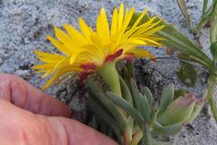 Lampranthus explanatus