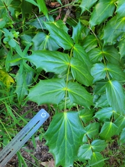 Berberis bealei