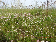 Trifolium glanduliferum