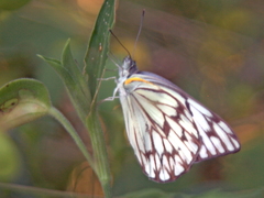 Belenois gidica abyssinica