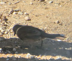 Cercotrichas coryphoeus coryphoeus