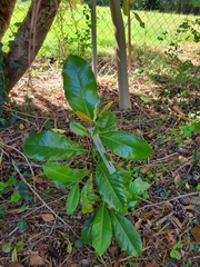 Magnolia grandiflora