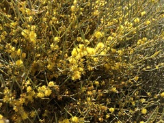 Acacia rigens