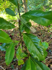 Magnolia grandiflora