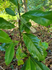 Magnolia grandiflora