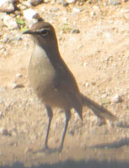 Cercotrichas coryphoeus coryphoeus