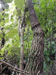 Halleria lucida
