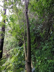 Halleria lucida