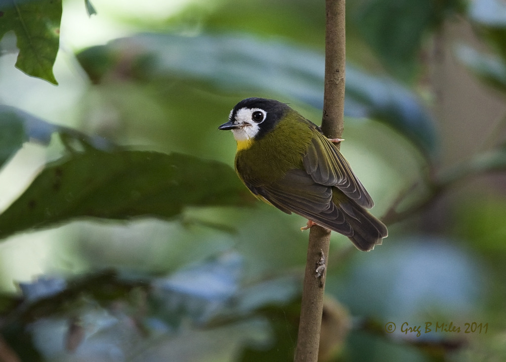 White-faced Robin (Eopsaltria leucops) photo
