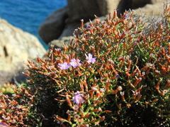 Limonium retirameum