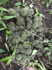 Mammillaria mazatlanensis
