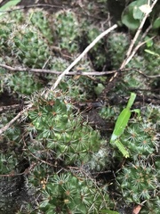 Mammillaria mazatlanensis