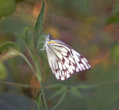 Belenois gidica abyssinica