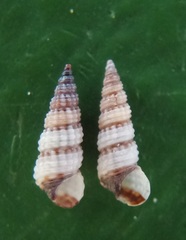 Cacozeliana