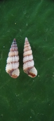 Cacozeliana