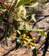 Eucalyptus calycogona