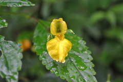 Impatiens alpicola