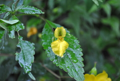 Impatiens alpicola