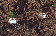 Colotis euippe mediata