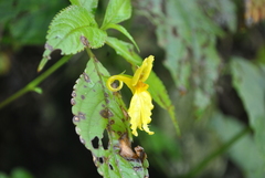 Impatiens alpicola