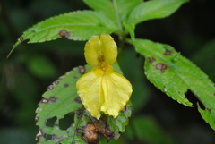 Impatiens alpicola