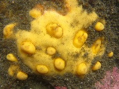 Polymastia pachymastia