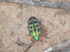 Calidea dregii