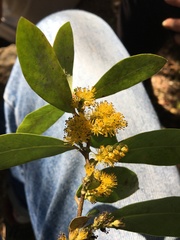 Azara uruguayensis