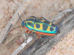 Calidea dregii