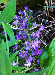 Campanula lusitanica