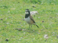 Oenanthe pileata pileata