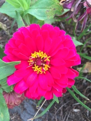 Zinnia