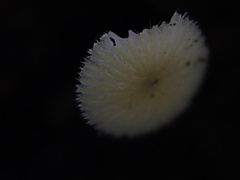 Mycena brunneisetosa